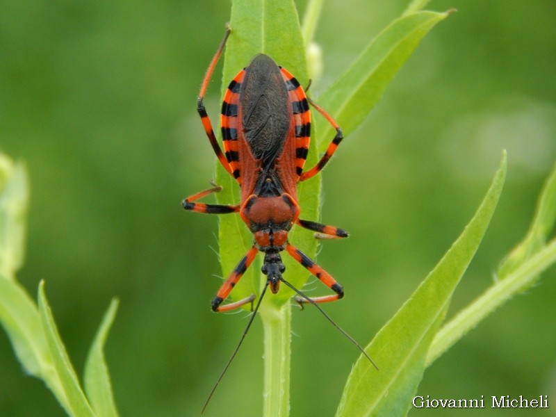 Rhynocoris iracundus?